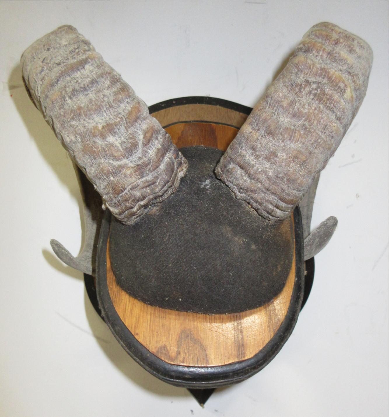 Albrecht Auctions | Mounted Rams Horns