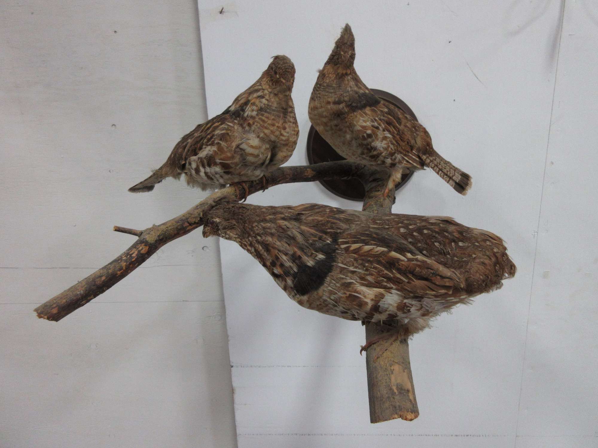 Albrecht Auctions Grouse Mount, Professionally Mounted
