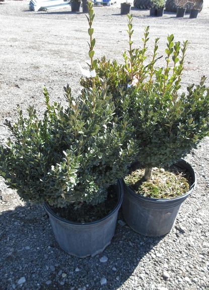 (3) Winter Beauty Boxwood, Slow Growing Evergreen Shrub with Thick Round Shape, Nursery Grown, Deer Resistant, Planting and Care Instructions in Office