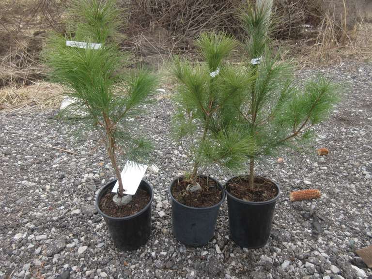 (3) White Pine Trees, Fast Growing, Good for Windbreaks and Wildlife, Grows in Most Soils, Nursery Grown, Planting and Care Instructions in Office