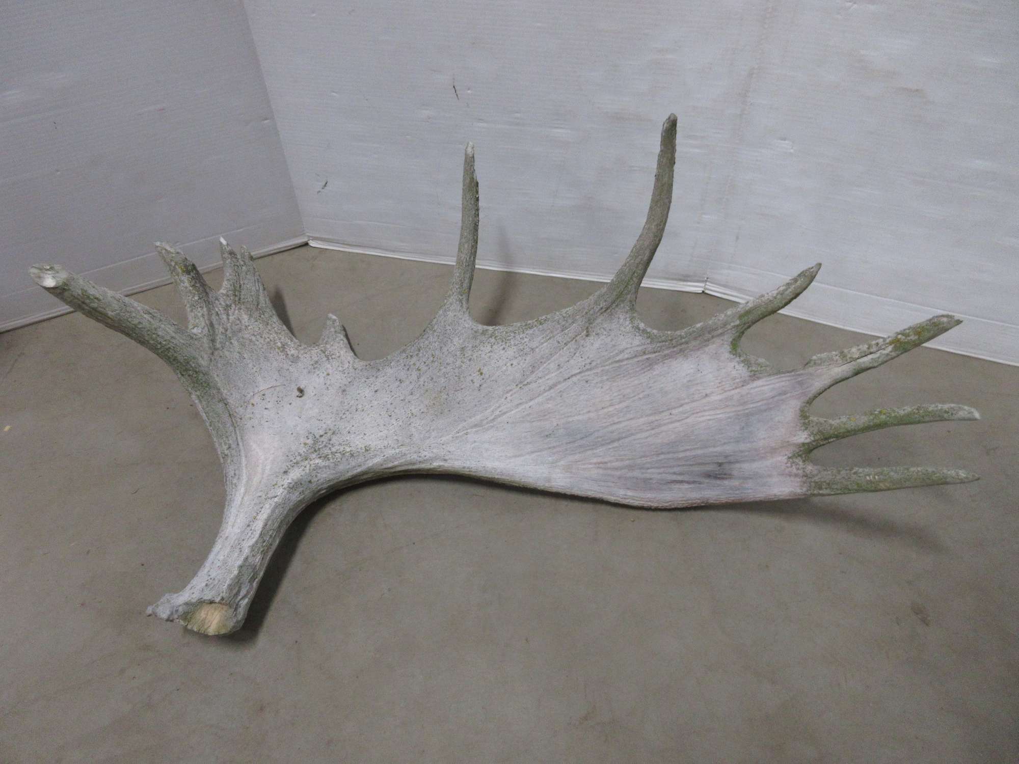 Albrecht Auctions NinePoint Moose Horn
