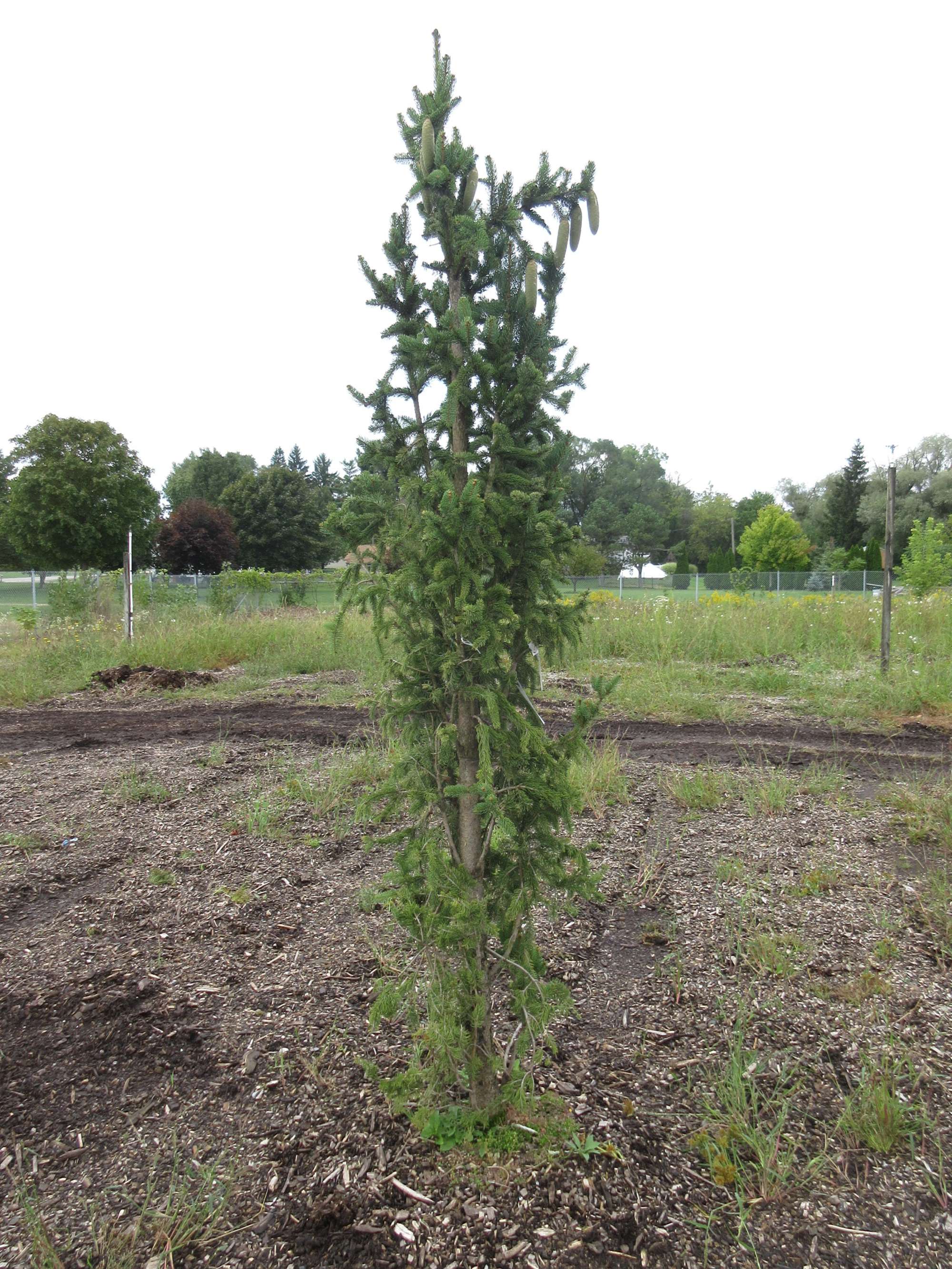 Albrecht Auctions | 9' Columnar Norway Spruce