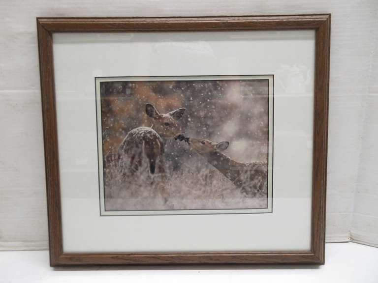 Deer Picture, Carl Sams II, Autographed on Back with a Biography, Professionally Framed