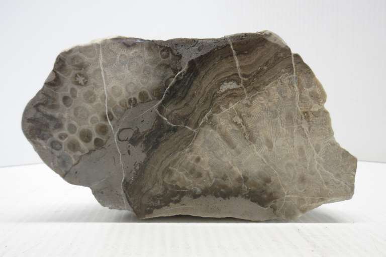 1/2 Rock with Polished Face Petoskey Stone