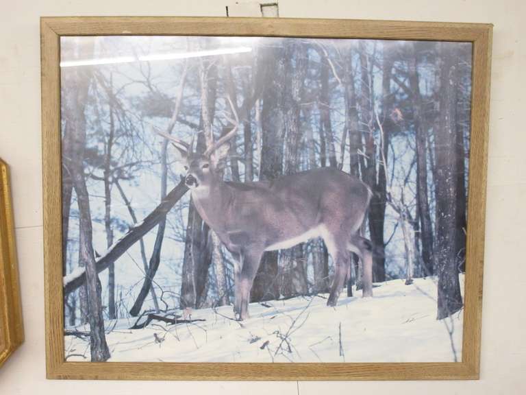 Framed Deer Picture