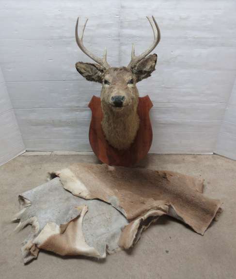 Six-Point Buck Mount and Tanned Cape