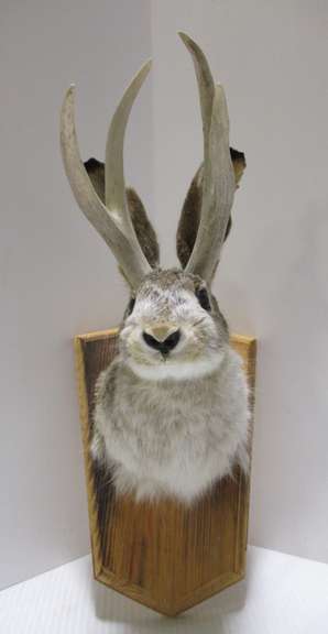 Wall hanging four-point jackalope, good